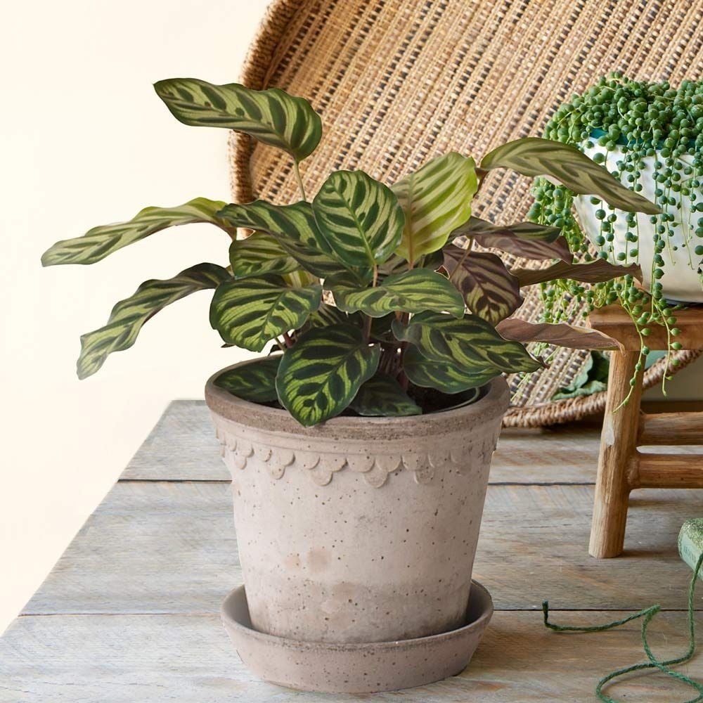 Calathea makoyana