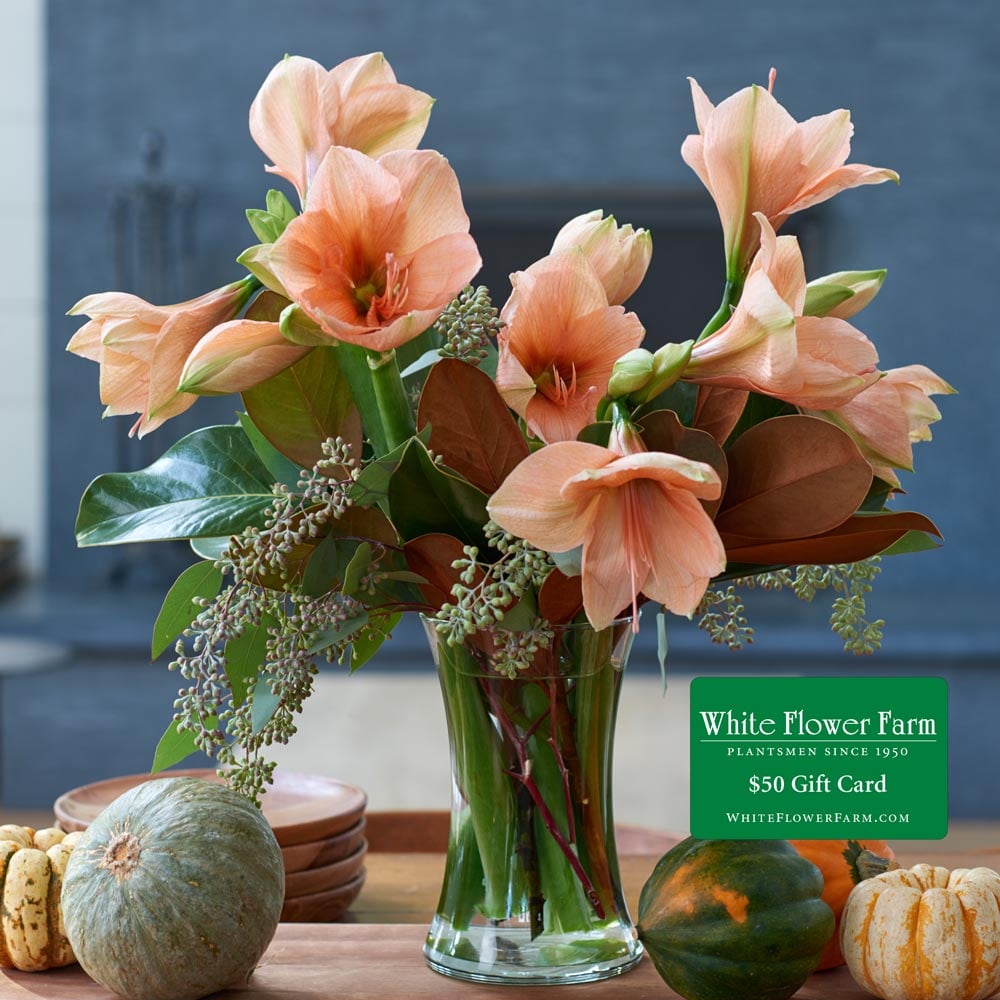 Peach Amaryllis and Roses Festive Bouquet Peach Amaryllis and Roses Festive Bouquet