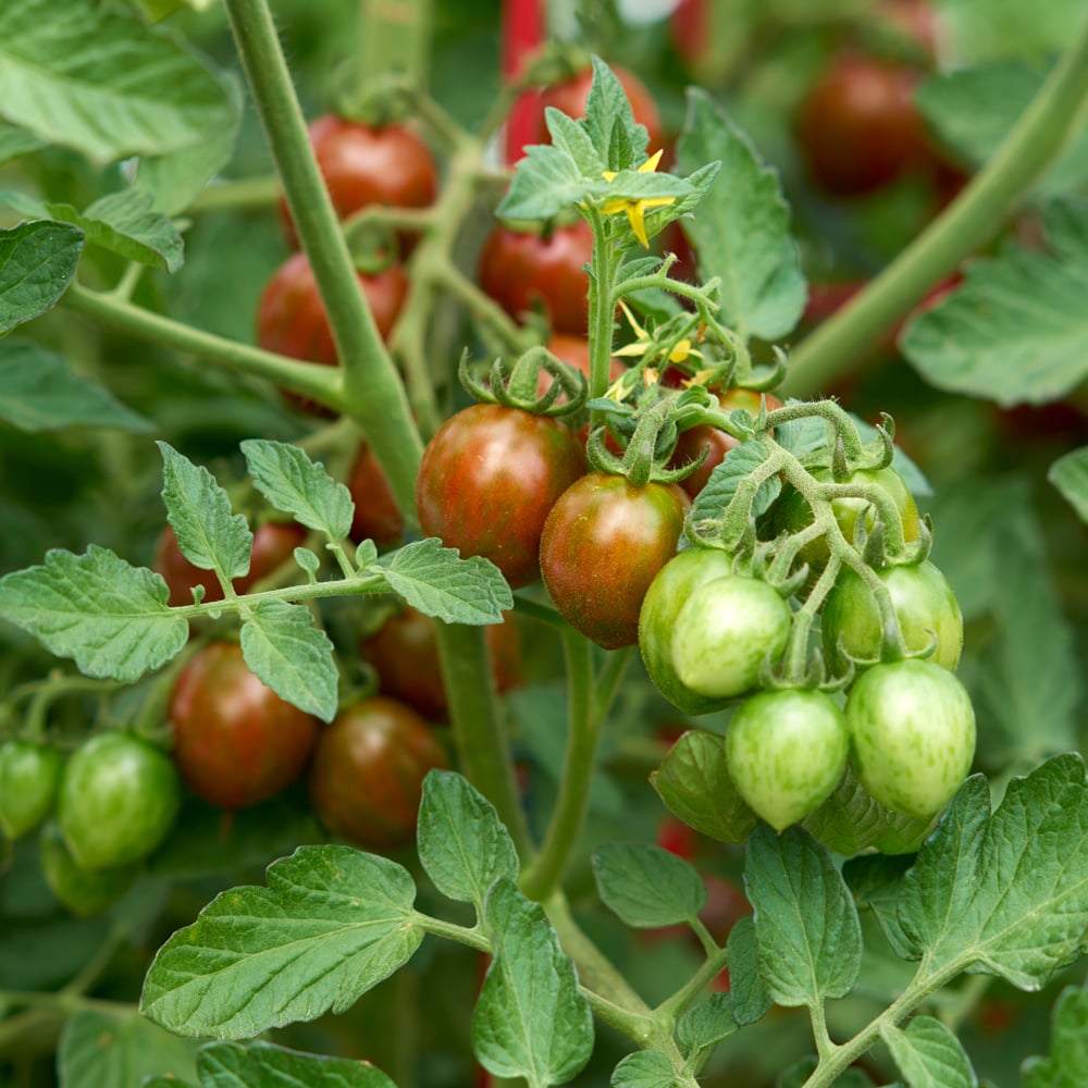 Tomato 'Chocolate Sprinkles'