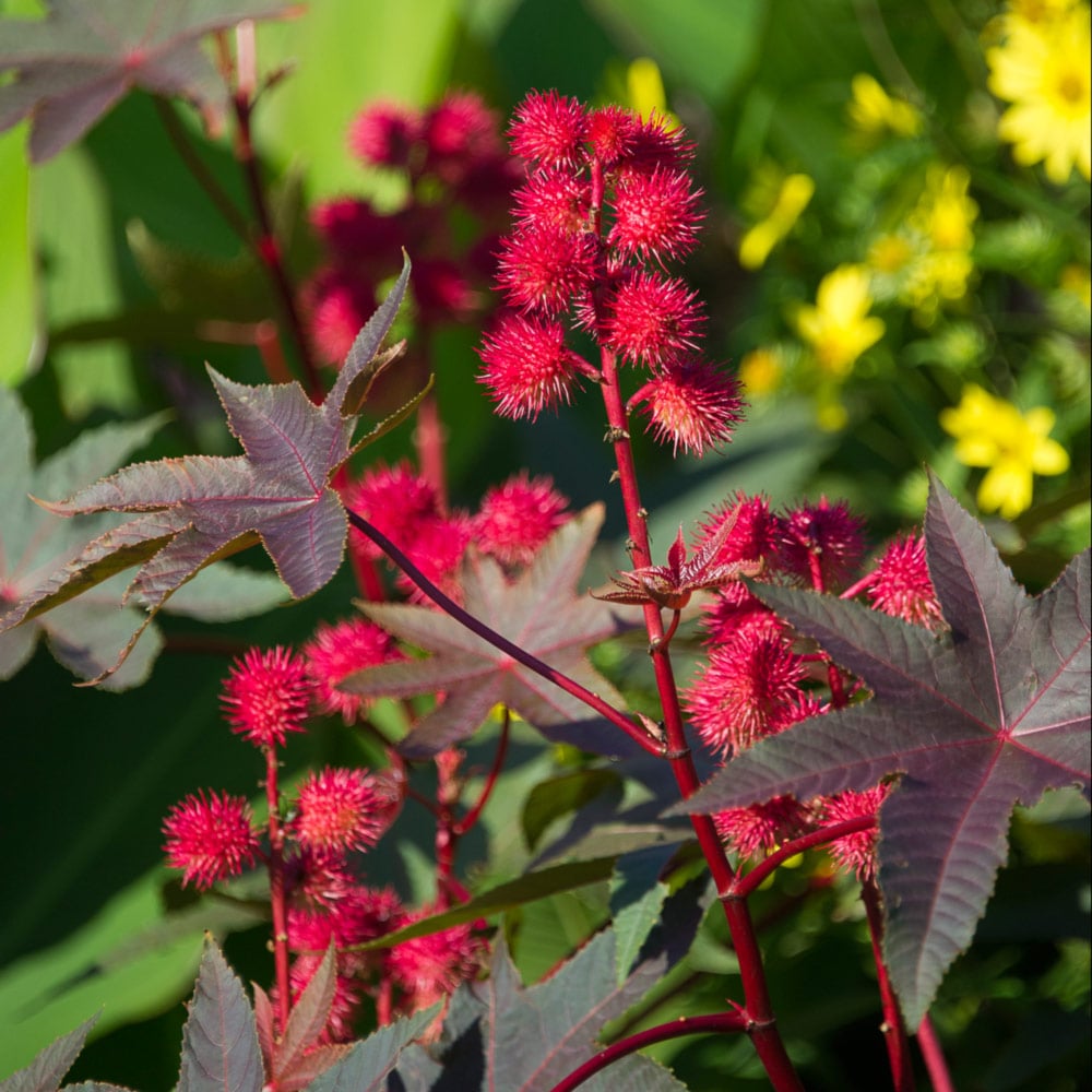 Ricinus 'Carmencita Bright Red'