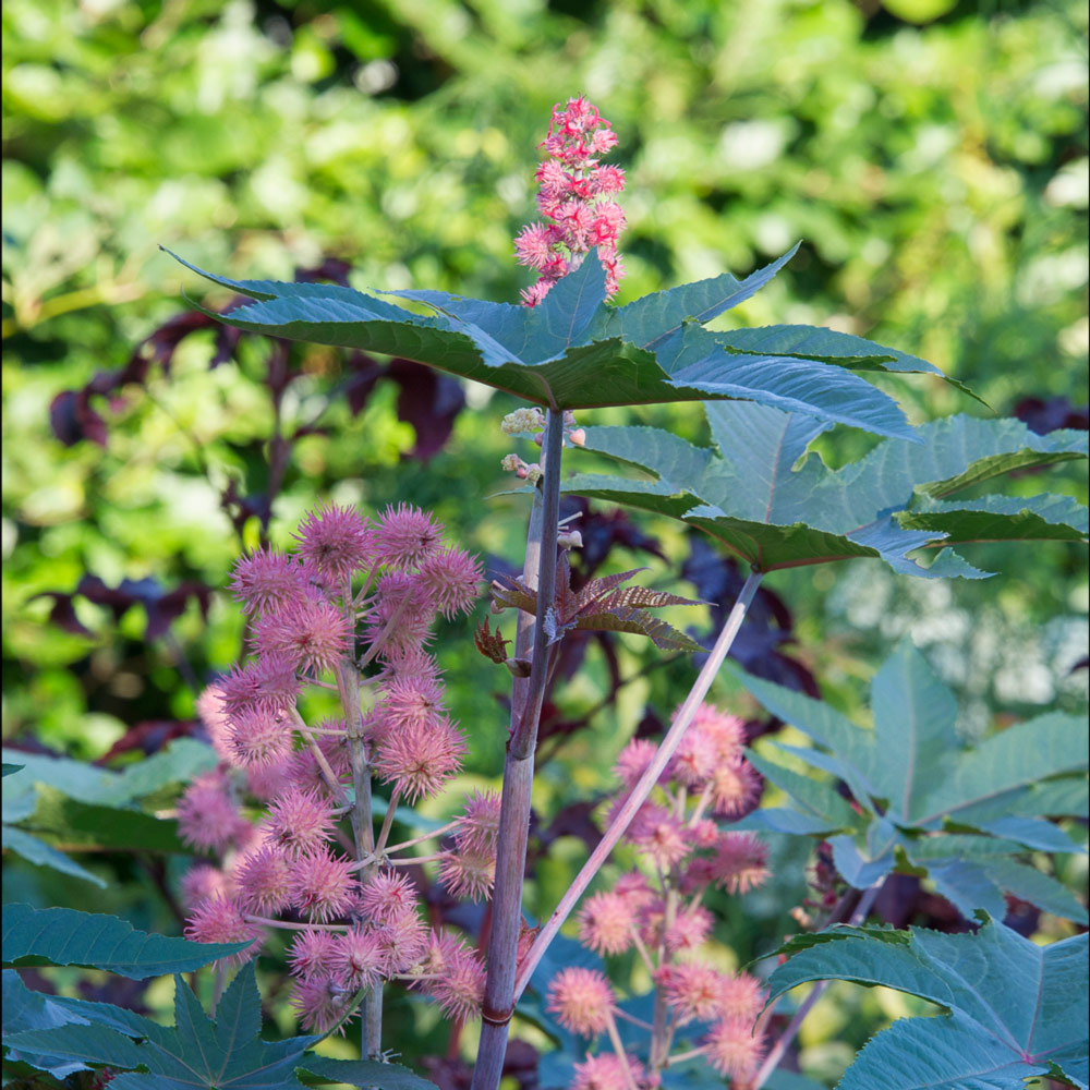 Ricinus communis 'Carmencita Pink'