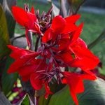  Canna Toucan® Scarlet