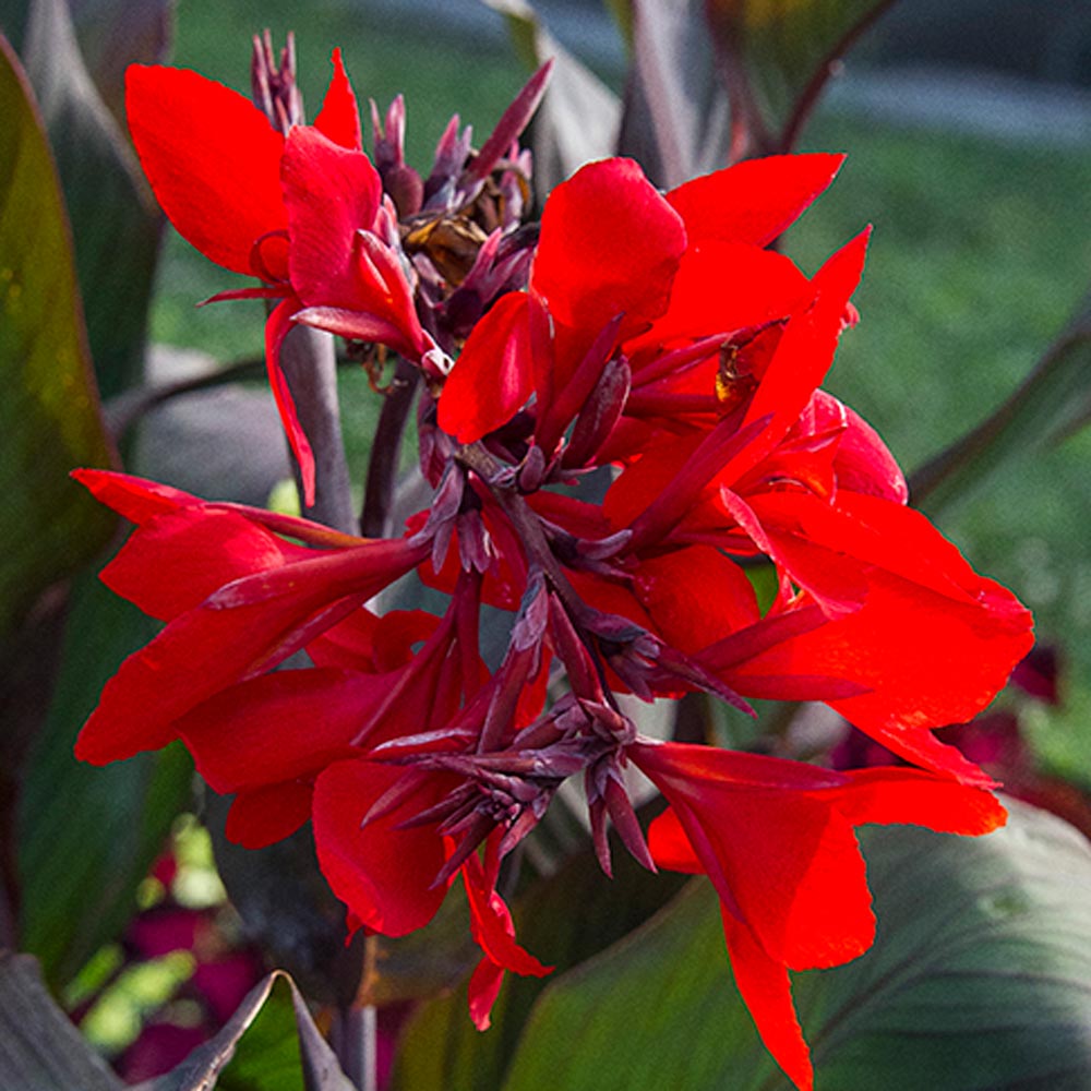 Canna Toucan® Scarlet