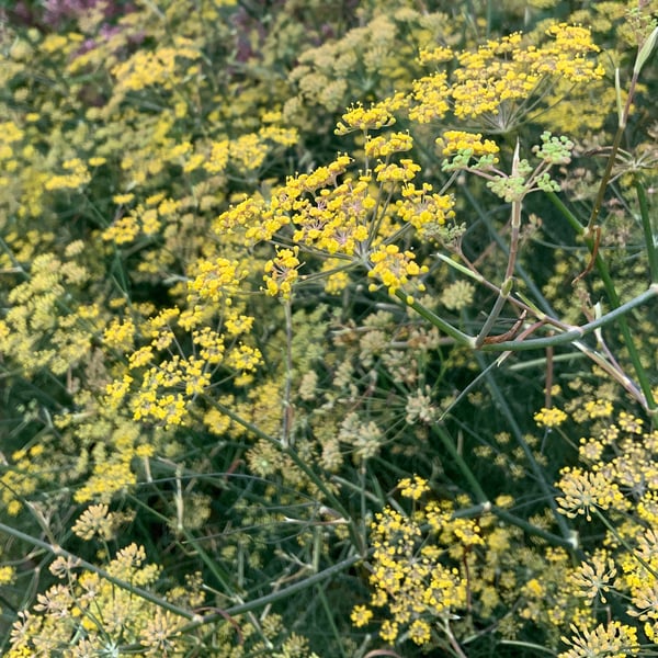 Bronze Fennel White Flower Farm