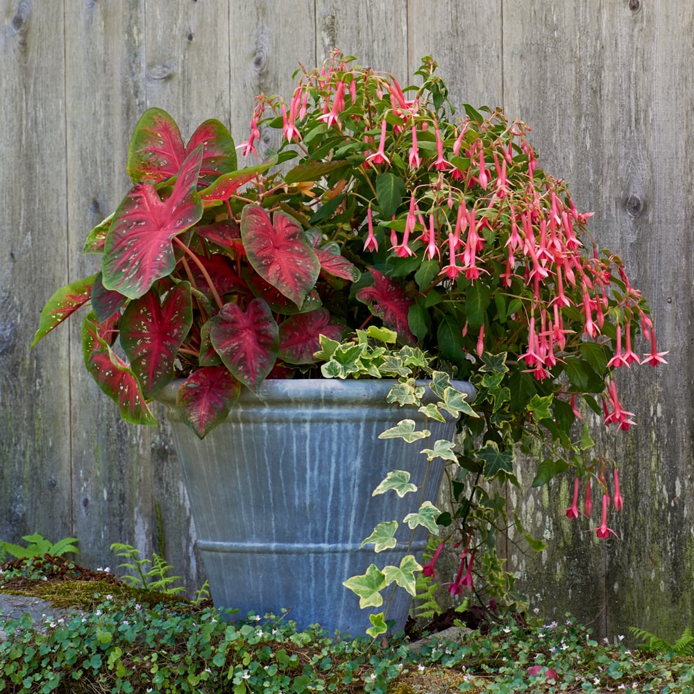 Beacon for Hummingbirds Container Garden