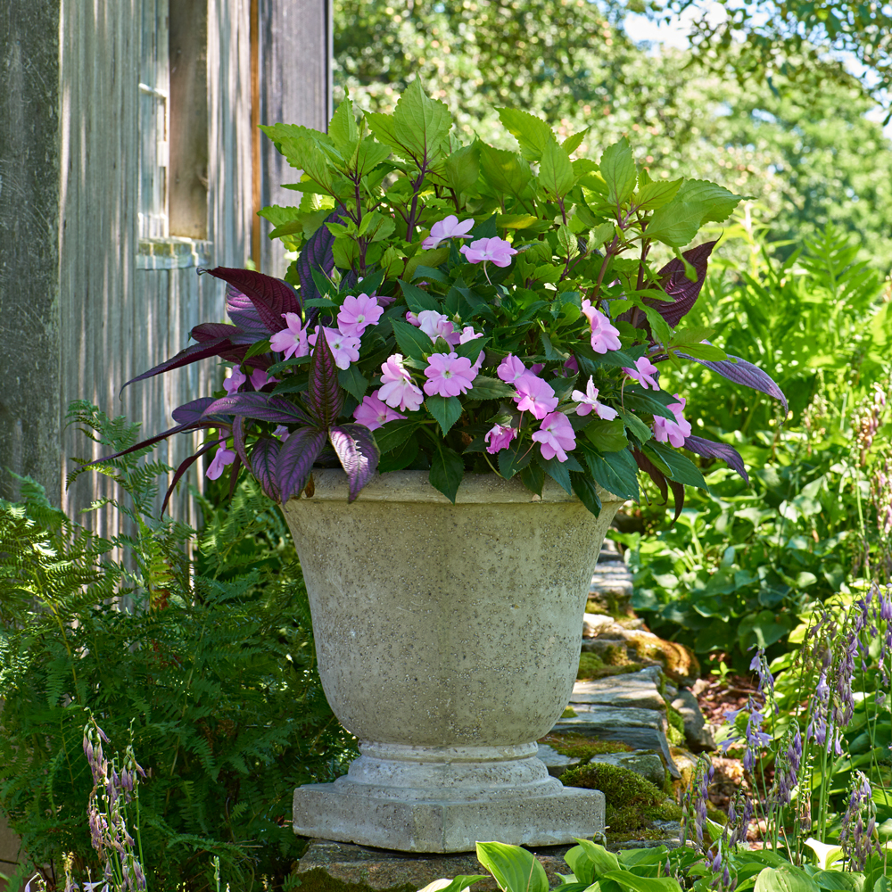 Waking Dream Container Garden