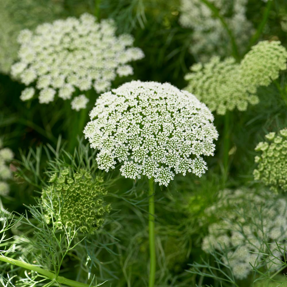 Ammi visnaga 'Green Mist'