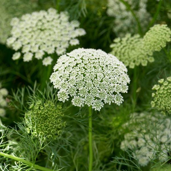 Ammi visnaga Green Mist | White Flower Farm