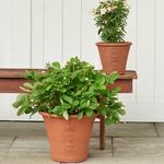  White Flower Farm Anniversary Pot