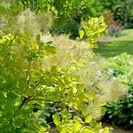  Cotinus coggygria Winecraft Gold®