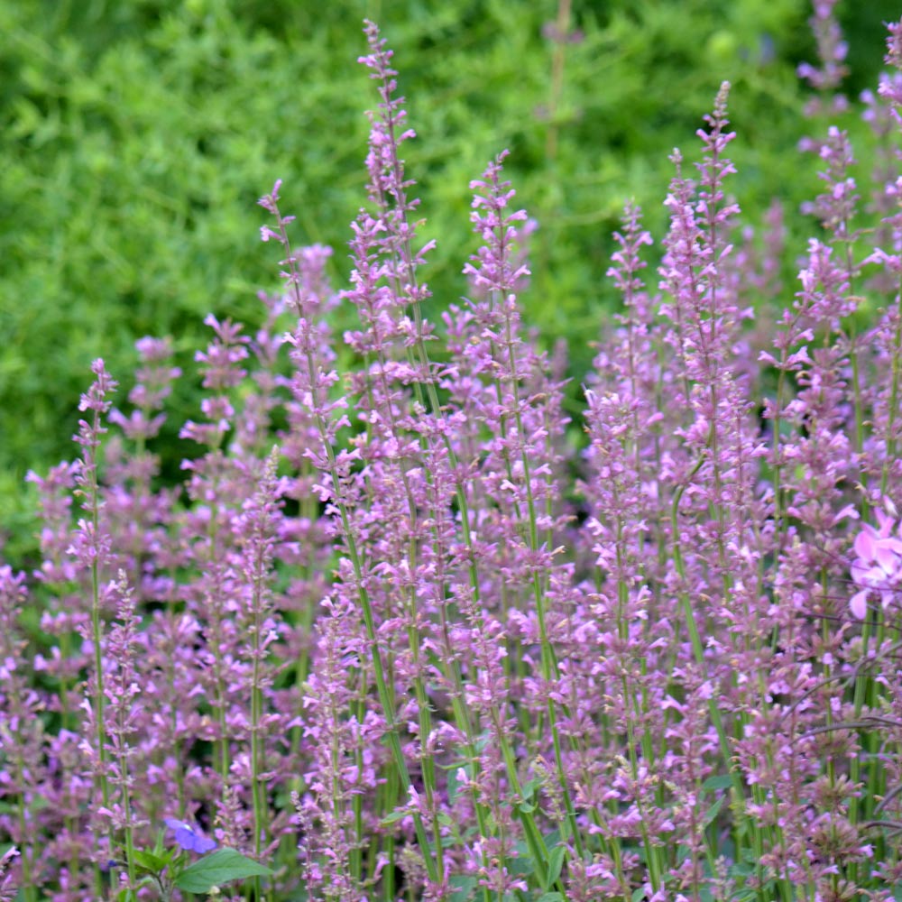 Agastache 'Rose Mint' White Flower Farm