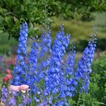 Blackmore & Langdon Begonias & Delphiniums