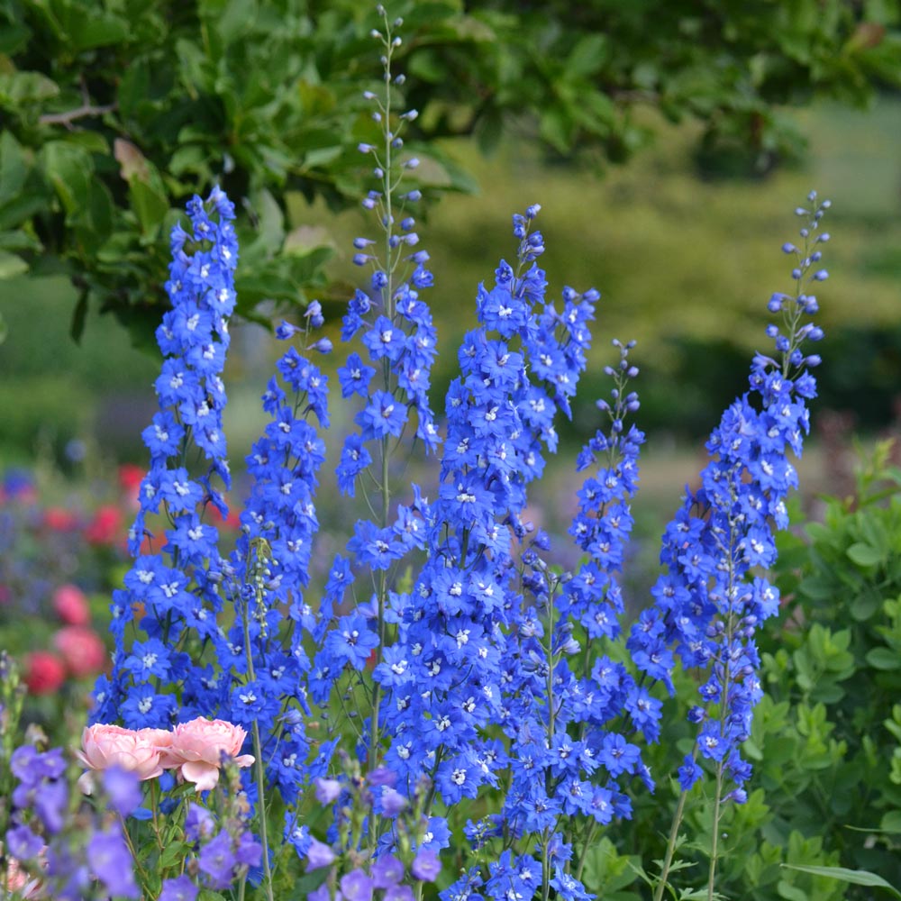 Delphinium elatum 'Blue Nile' Blackmore & Langdon