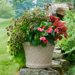  Hummingbird Container Garden