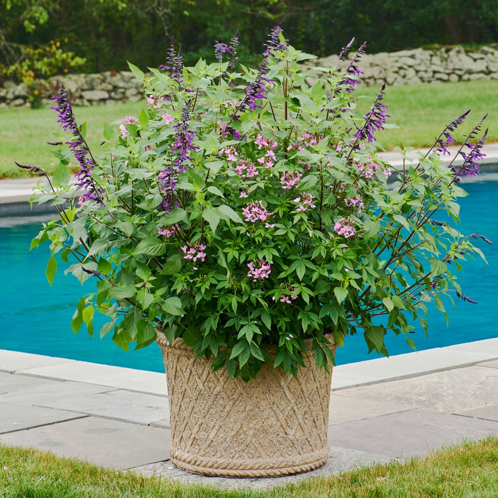 Pollinator Paradise Container Garden