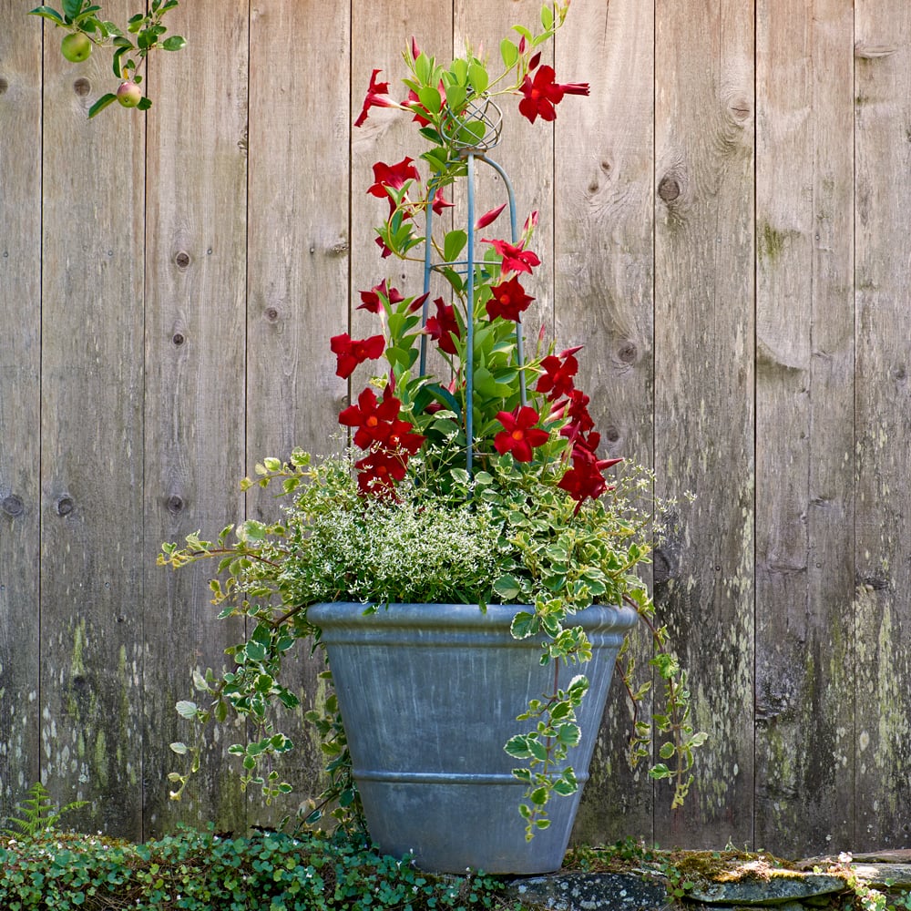 Mandevilla Magic Container Garden