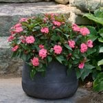  Impatiens SunPatiens® Vigorous Shell Pink