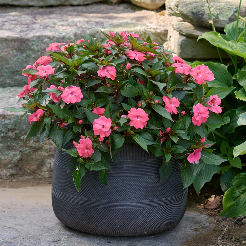 Impatiens SunPatiens® Vigorous Shell Pink