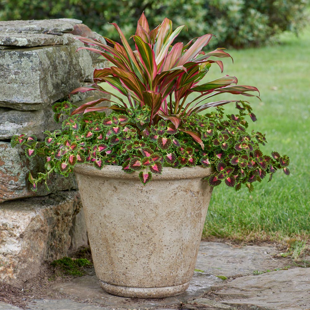 Hawaiian Dreams Container Garden