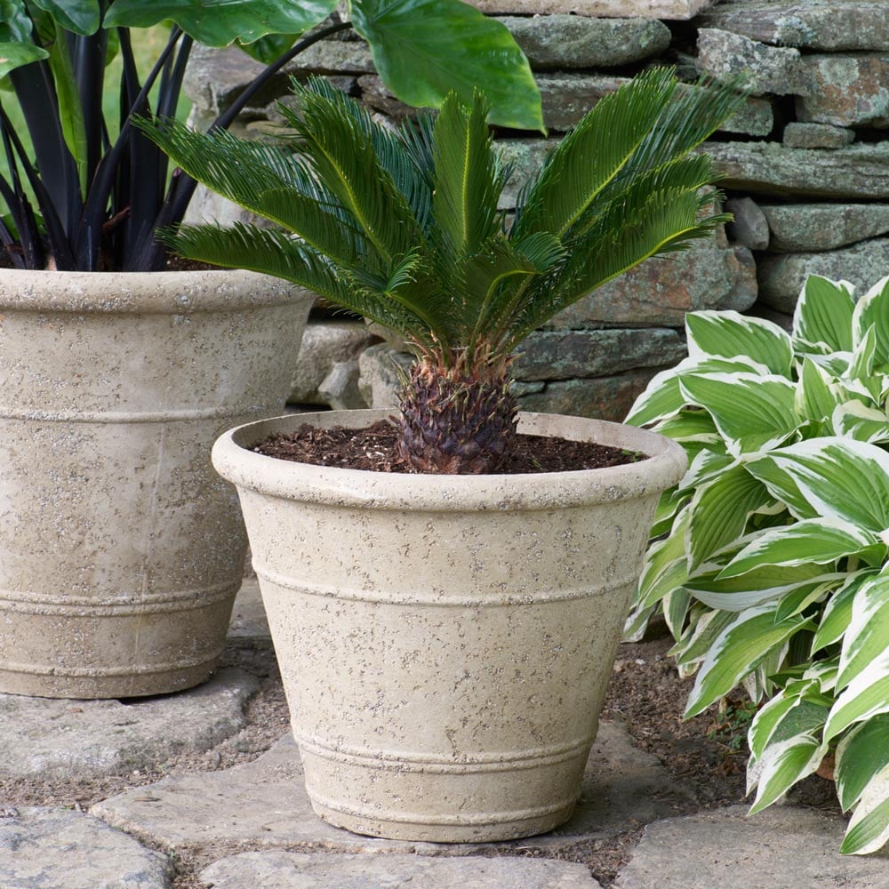 King Sago Palm in Etna Ringed Planter