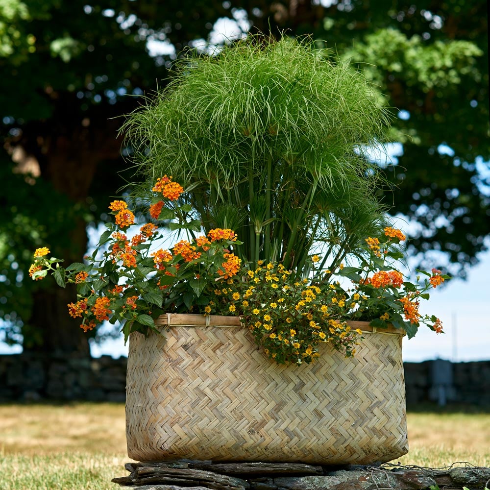 Cementlined Bamboo Planter, rectangle White Flower Farm
