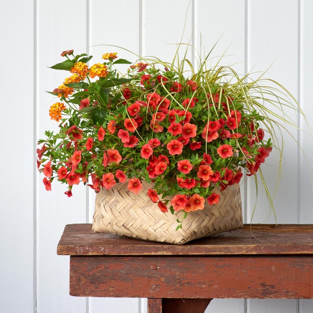 Santa Fe Container Garden