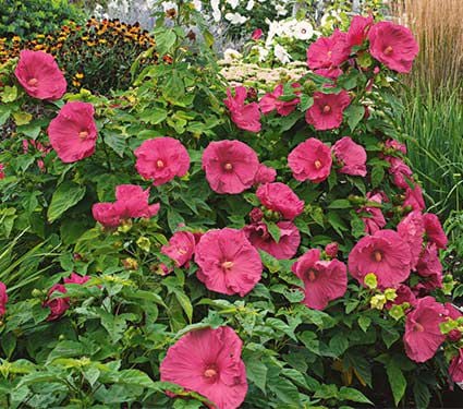 Hibiscus 'Jazzberry Jam