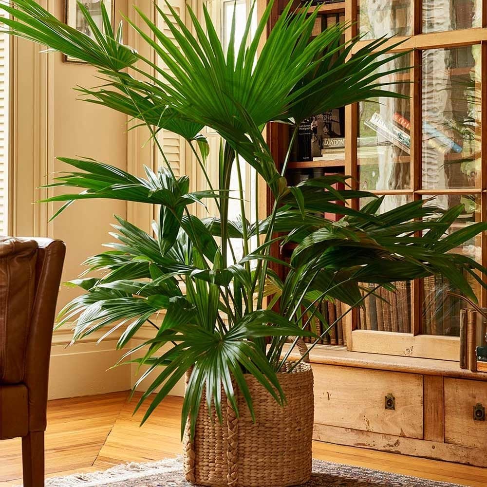 Indoor Palm Plants | White Flower Farm