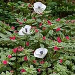  White Poppy Garden Stake