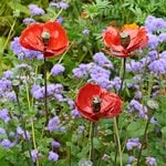  Red Poppy Garden Stake