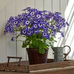  Cineraria Senetti® Blue Bicolor in woven basket