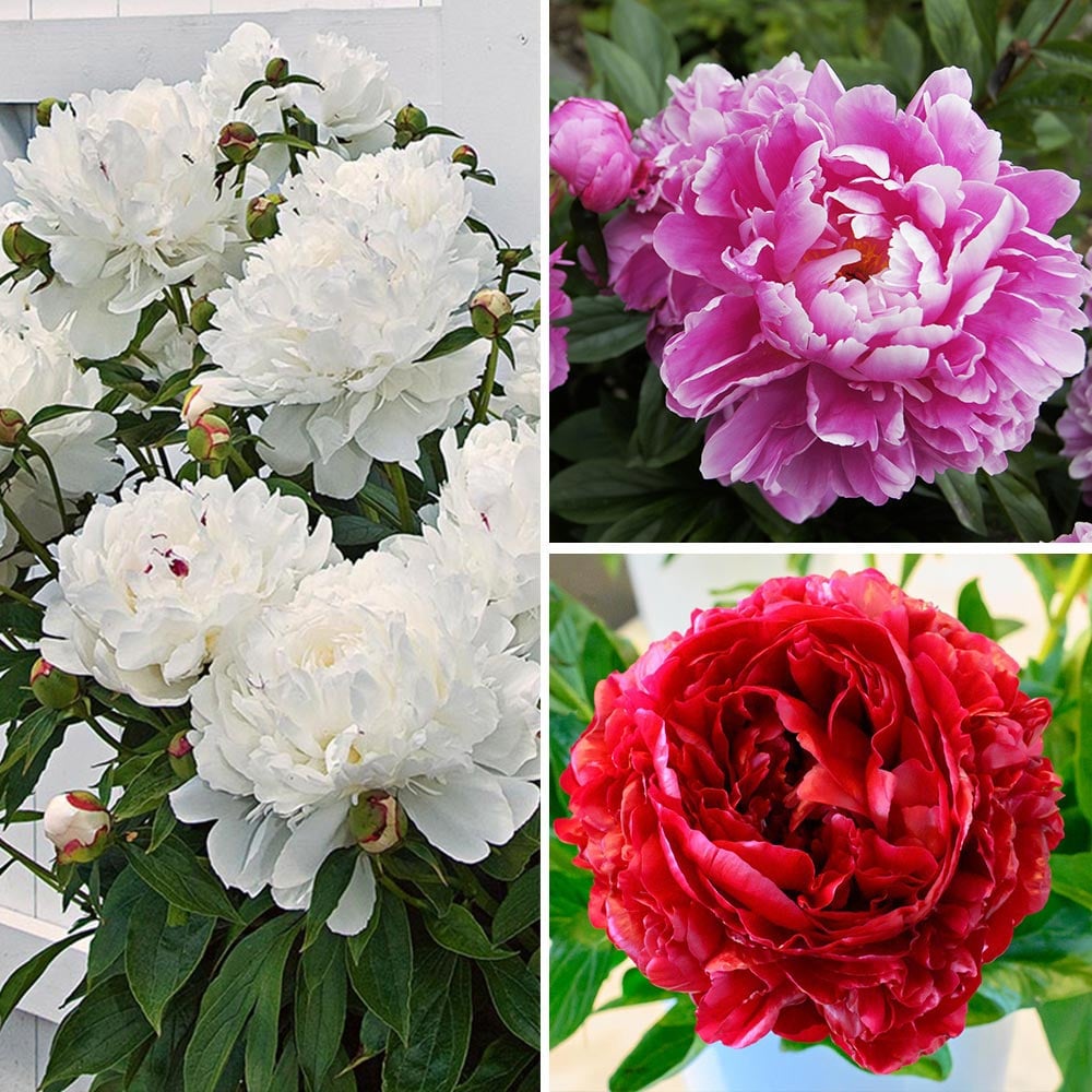 Peony White Flower Seeds Big Blooms Home Garden Smell Fragrant Flowers 5 Pcs 