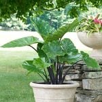  Alocasia 'Dark Star’