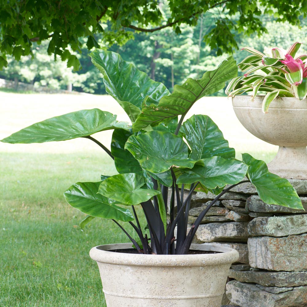 Alocasia 'Dark Star’