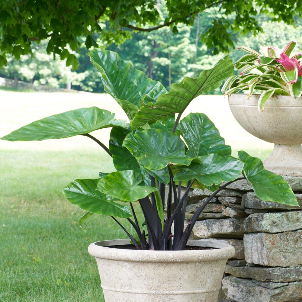 Alocasia 'Dark Star'