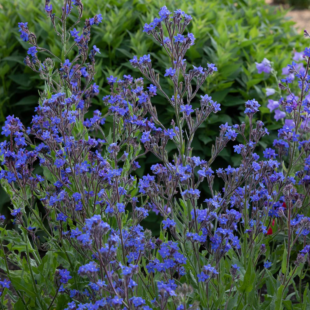 Anchusa azurea 'Dropmore'