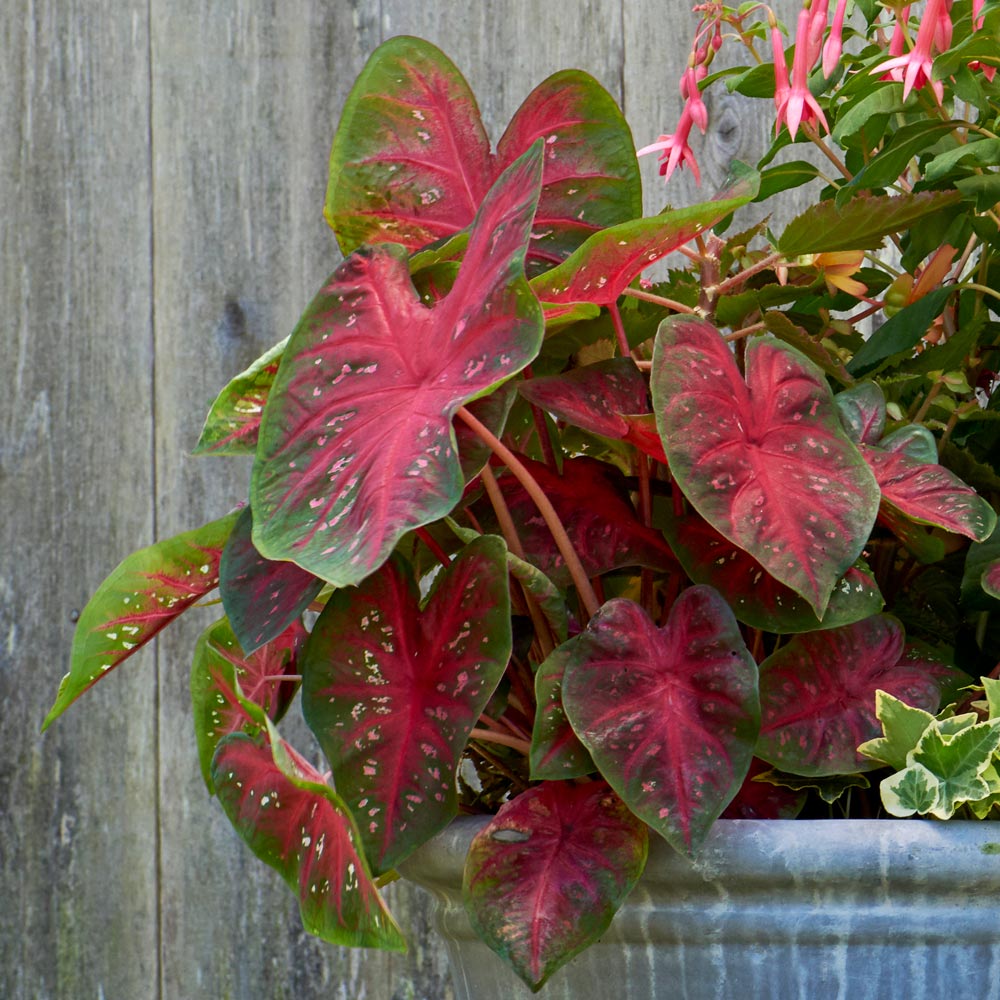 Caladium Heart to Heart® Fast Flash™