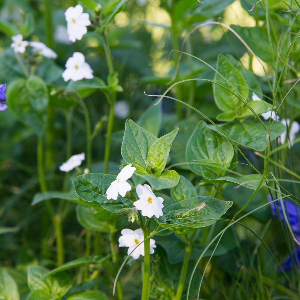 Browallia americana 'Snow White'