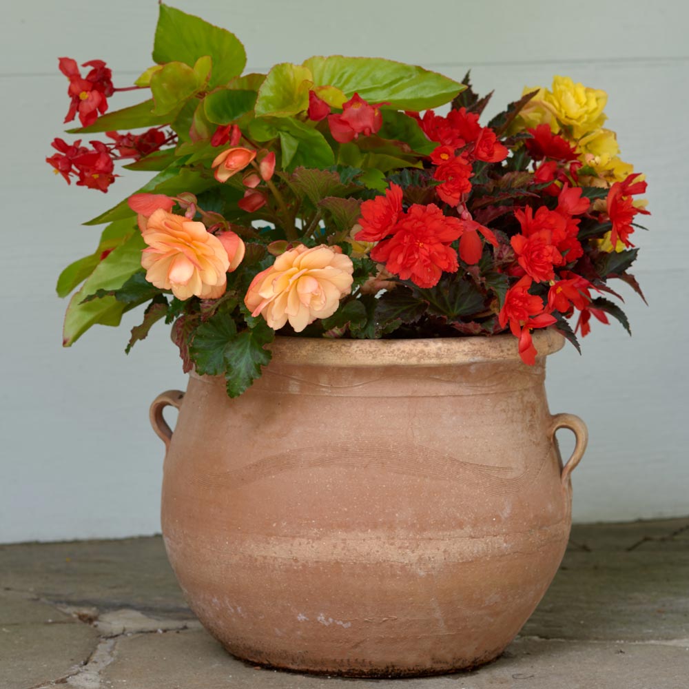 Tropical Brights Begonia Container Garden