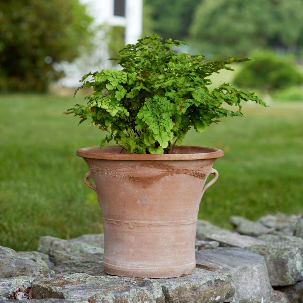 Pacific Maidenhair Fern