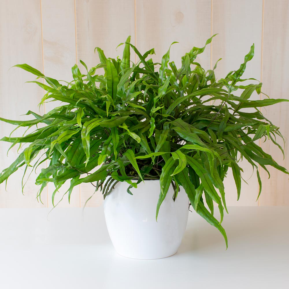 Kangaroo Fern | White Flower Farm