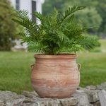  Dwarf Tree Fern