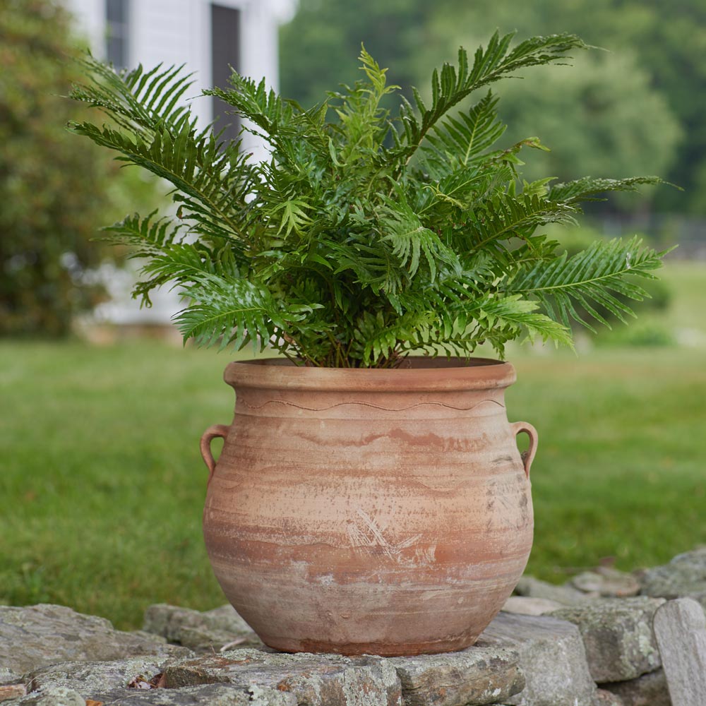 Dwarf Tree Fern