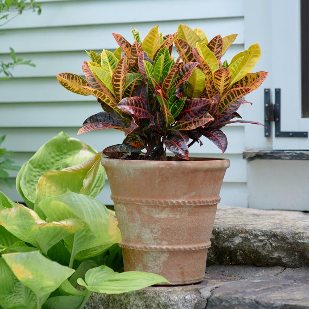 Croton 'Petra'