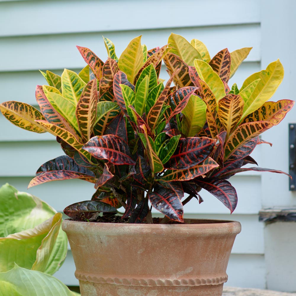 Croton 'Petra' White Flower Farm