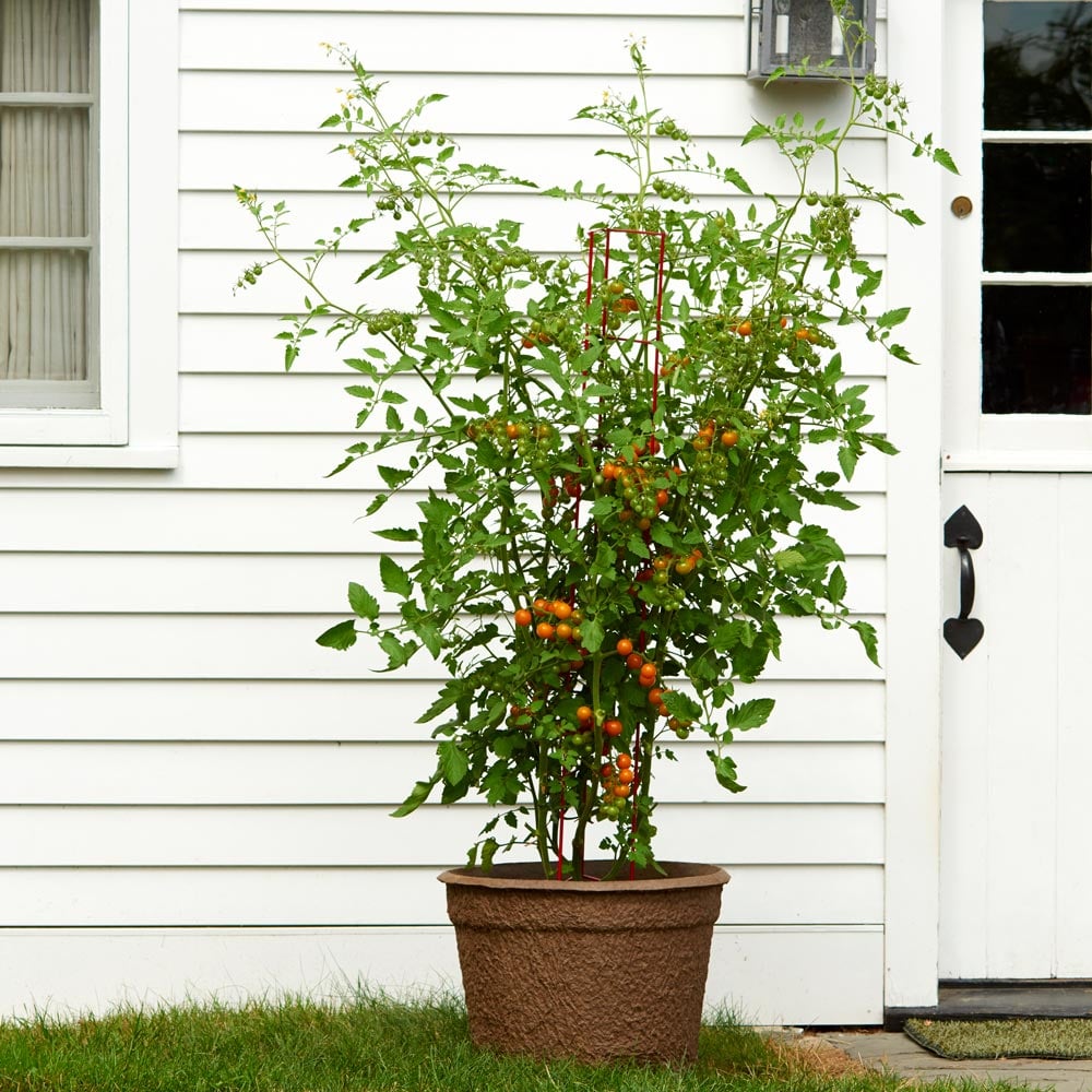 Pot of 'Sungold' Tomato Collection