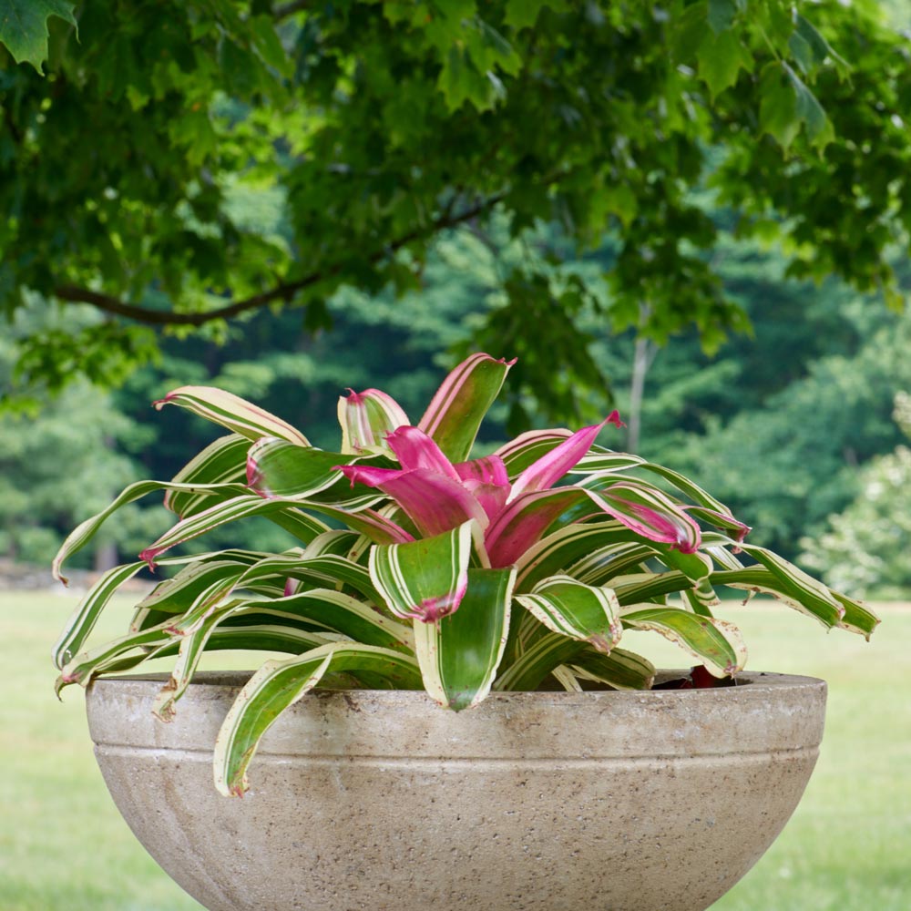  Bromeliad Neoregelia 'Autumn Rain'