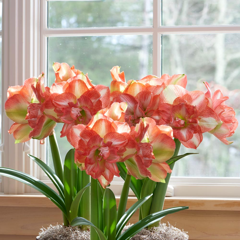Amaryllis 'Beautiful Emotion,' 3 bulbs and ceramic bowl kit