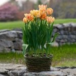  Tulip 'Foxy Foxtrot,' Ready-to-Bloom Basket