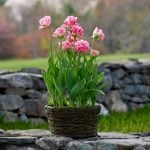 Tulip 'Crispion Sweet,' Ready-to-Bloom Basket